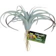 NATURALISTIC FLORA TILLANDSIA AIR PLANT Discount