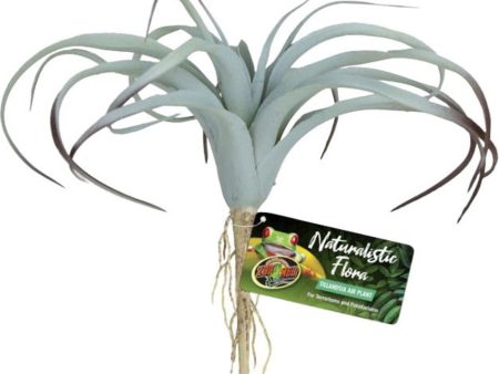 NATURALISTIC FLORA TILLANDSIA AIR PLANT Discount