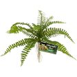 NATURALISTIC FLORA SWORD FERN Fashion