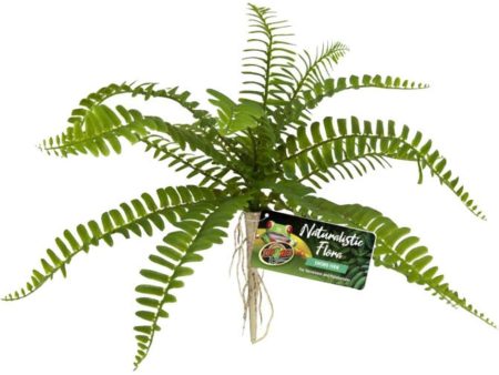 NATURALISTIC FLORA SWORD FERN Fashion