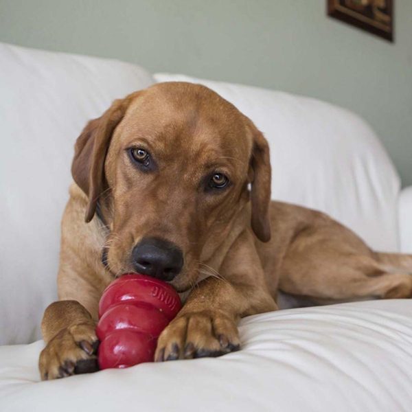 KONG Stuff N Snacks Peanut Butter Recipe Dog Treats Online now