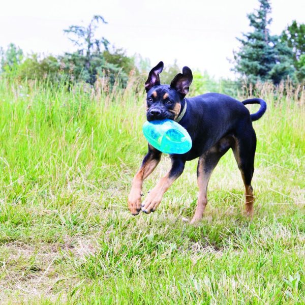 KONG Jumbler Football Dog Toy on Sale